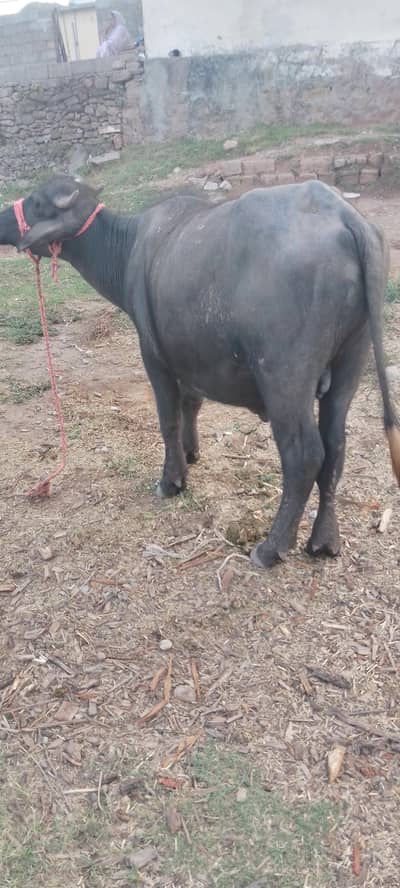 katta for sale 0332,8500??739
