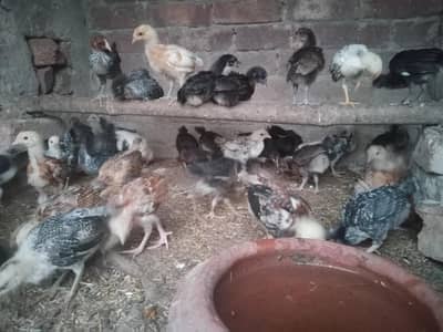Hens kids male female mix  age 45 days sale hen 03098287558
