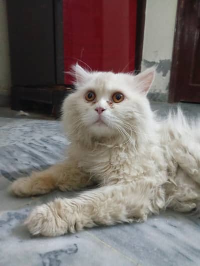 White Persian cat Triple Cotted
