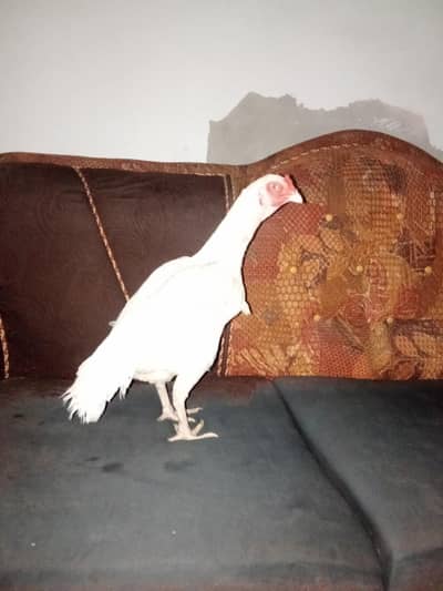Heera aseel white nok nali white ankh