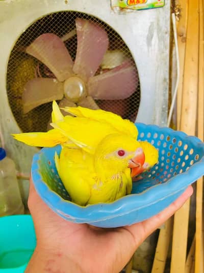 yellow ringneck parrot chicks