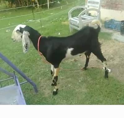 2 dant . bakra for sale   /goat/