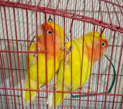 Lutino Lovebird pair for sale -  healthy & active