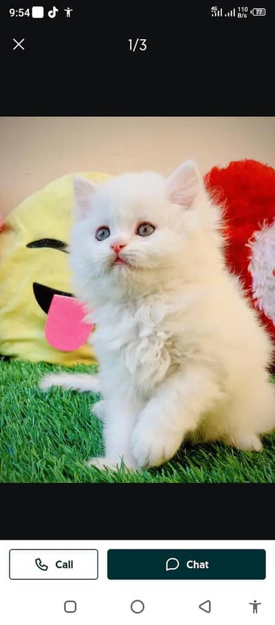 Persian female kitten for sale 0324.62. 18.280 Whatsapp number