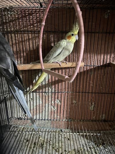 Cocktail cherry breeder female for sale