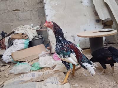 aseel breeds available