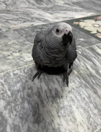 Grey parrot self