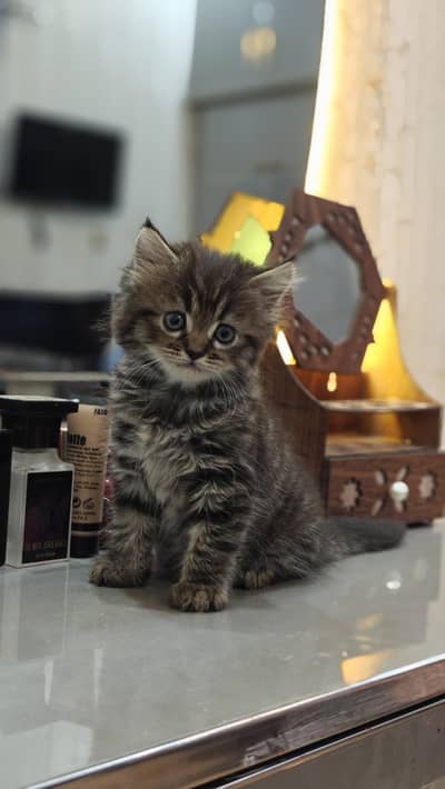 Triple-Coated Persian Kitten