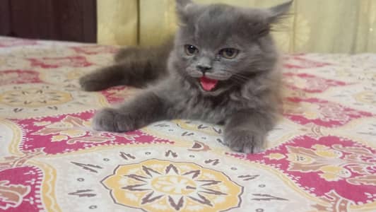 persain kitten