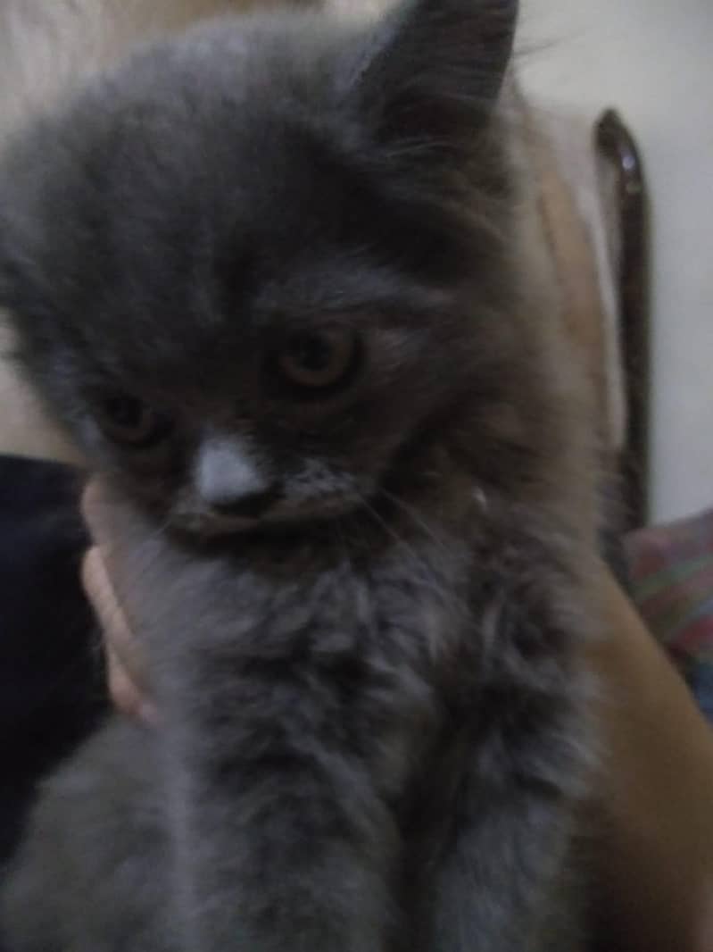 persain kitten 1