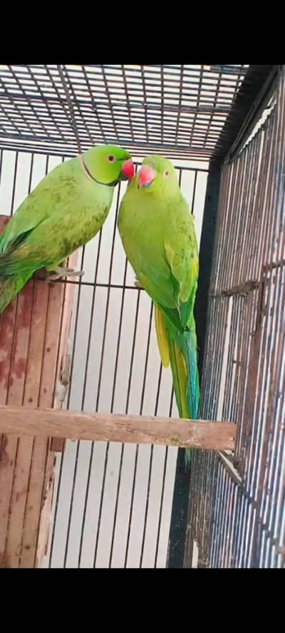 Breeder Pair 100% grunted