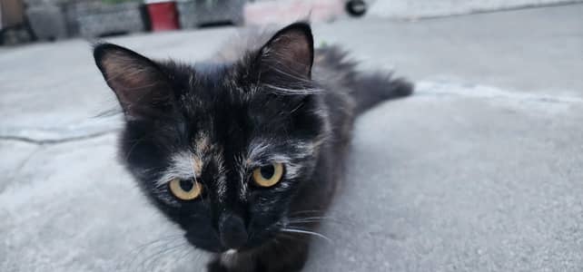 Black Persian Female Triple coated