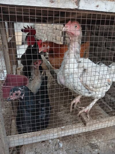 Hens and Cocks for sale
