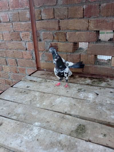 High Flyers Gaurented Breeder pairs Read full add