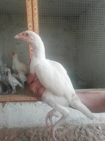 heera aseel patty patti for sale