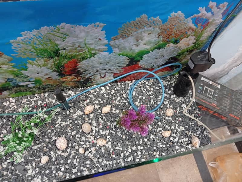 Fish Aquarium complete setup 6