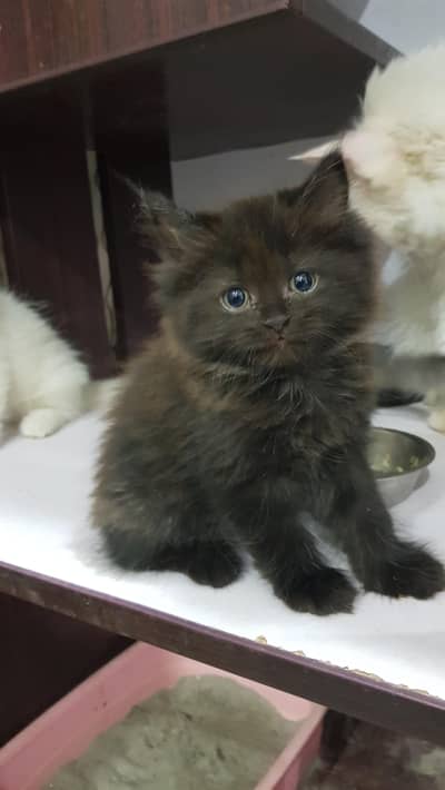 Black & Gray Fluffy Kittens!!!