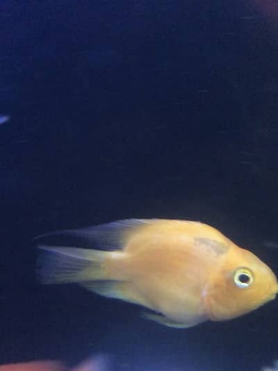 Parrot fish and accessories> Read add