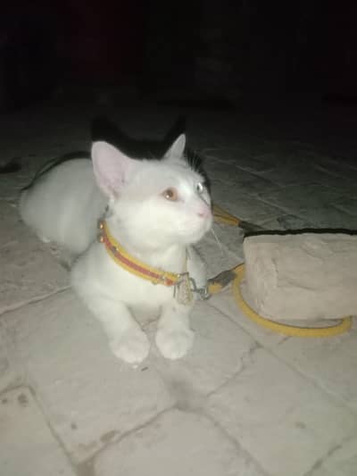 cat for sale 03376028562