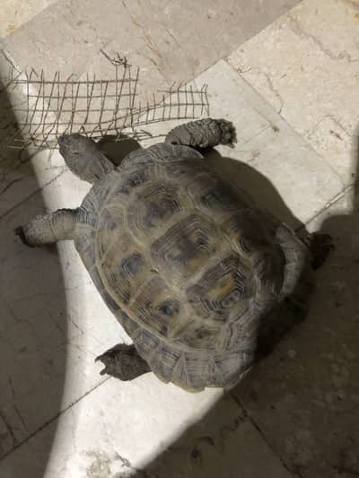 Tortoise for Sell