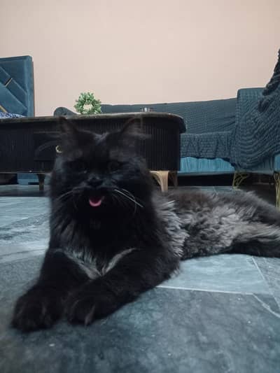 Black Cat