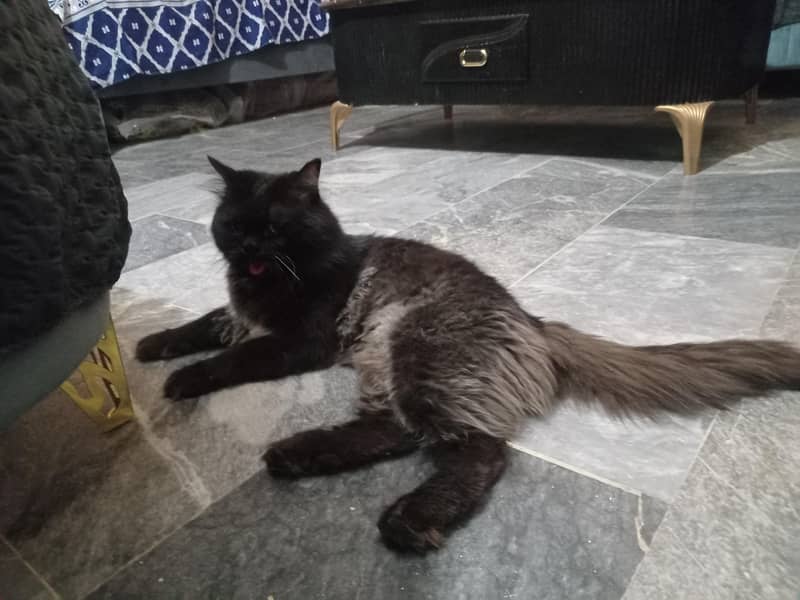 Black Cat 1