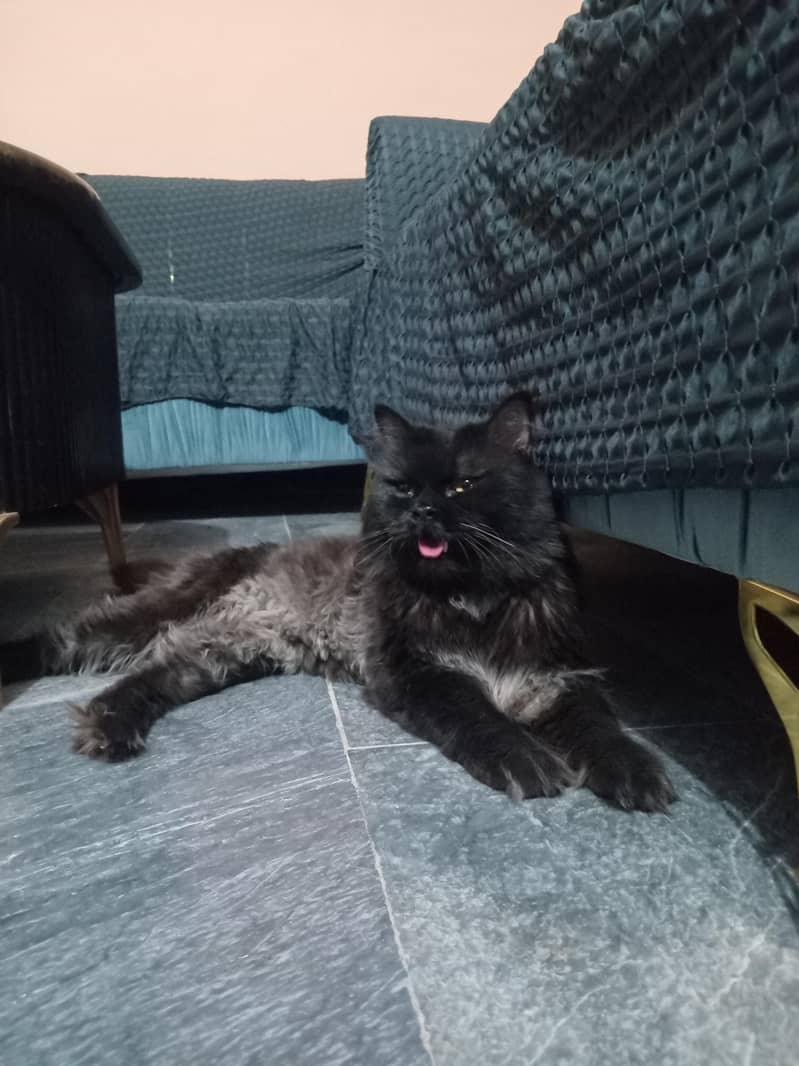 Black Cat 2