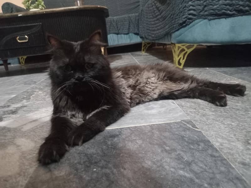 Black Cat 3