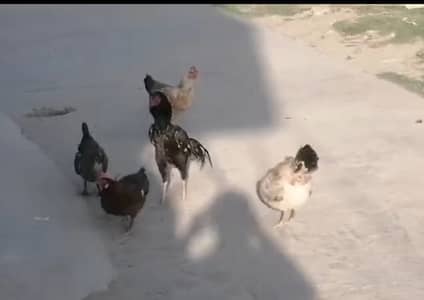 Desi murghian aseel murgha for sale