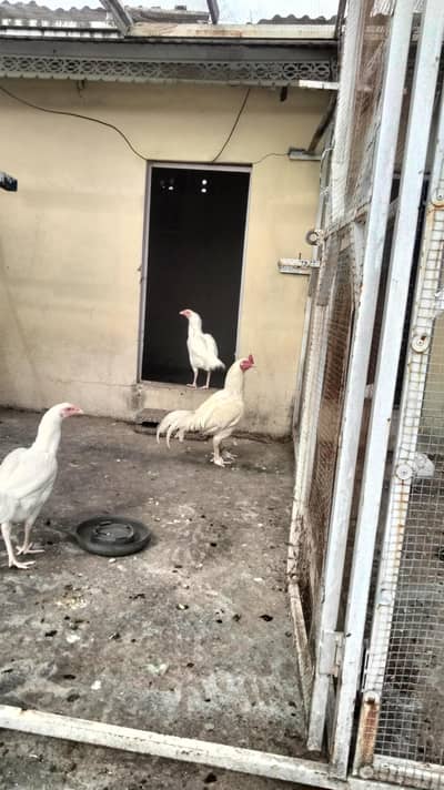 Aseel White Breeder Murgha