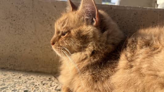 Orange Persian cat