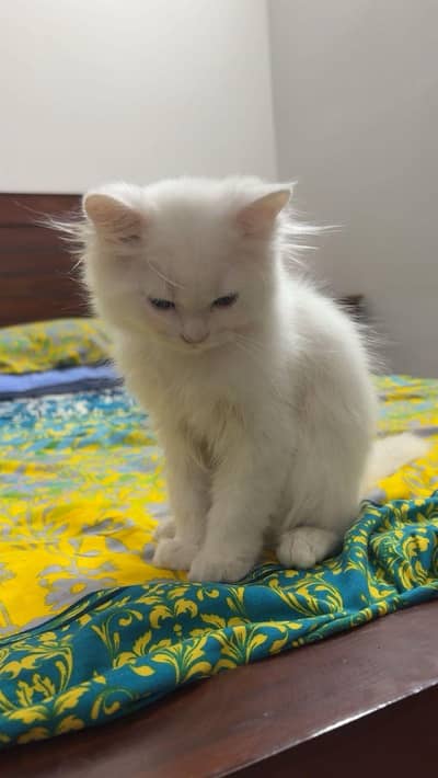 Healthy Pure White Persian Male Kitten for Sale