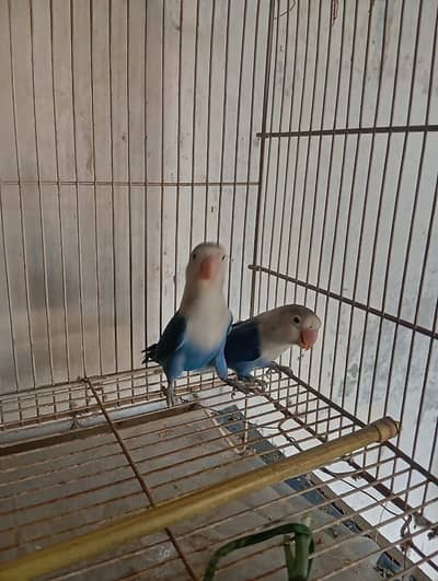 Love birds pair for sale in reasonable price