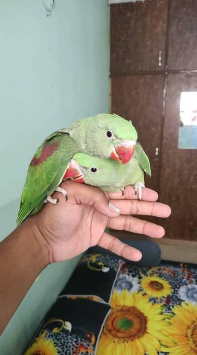 raw parrot chicks
