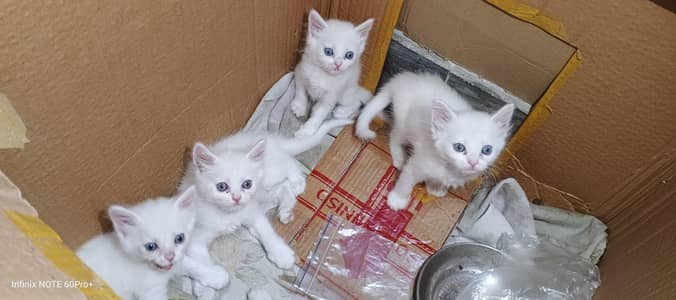Persian Kittens Available for Loving Homes 