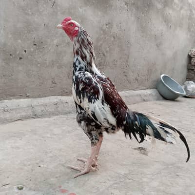 aseel murga and aseel murge big sale 9000