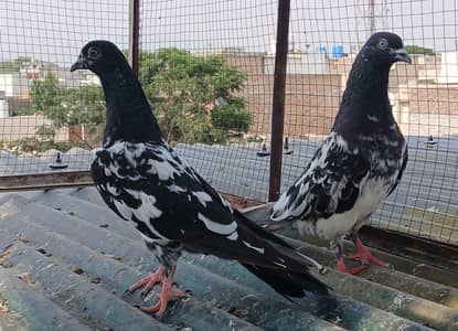 rampori pair available
