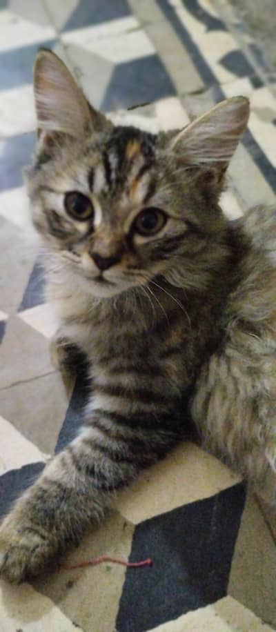 Persian pair of kittens for sale