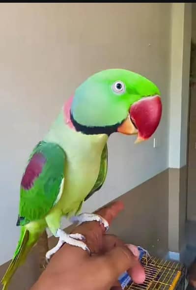 Kashmiri raw parrot for sale and time vice train vaccine mukammal