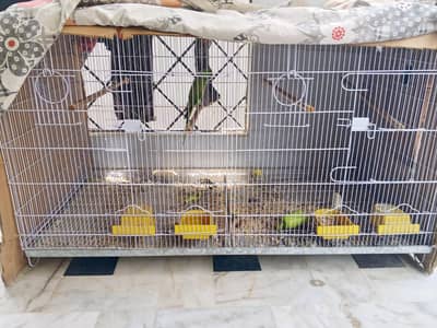 Ringneck female with cage
