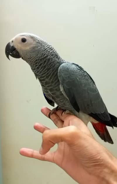congo grey paroot self/03152248124