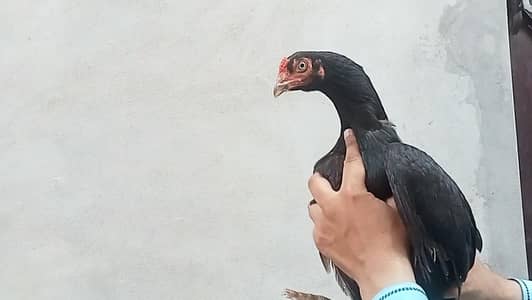 Aseel Mushki Madi for sale 03052593845
