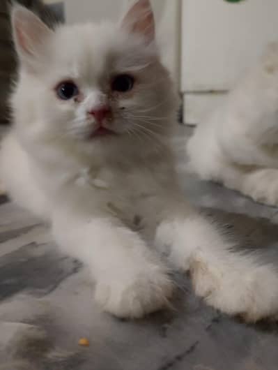 beautiful full kitten 2 double coat