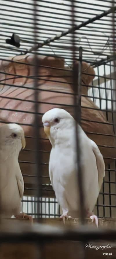 Budgie Rad  ayae