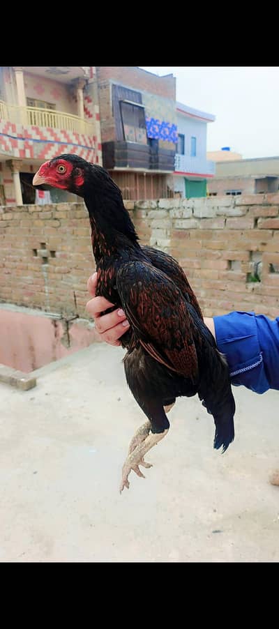 urgent sale home breed bird available 03145489284 Whatsapp number