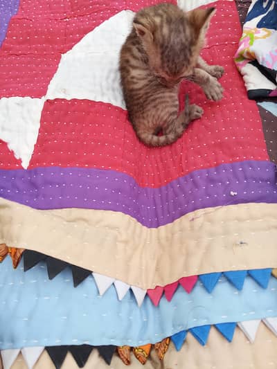 Cat for sale