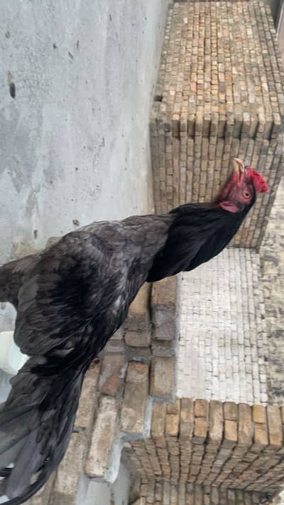 Beautiful Saleta aseel urgent sale