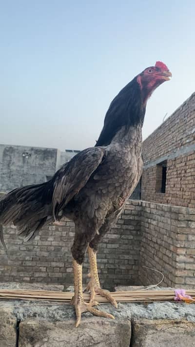 Beautiful Saleta aseel urgent sale