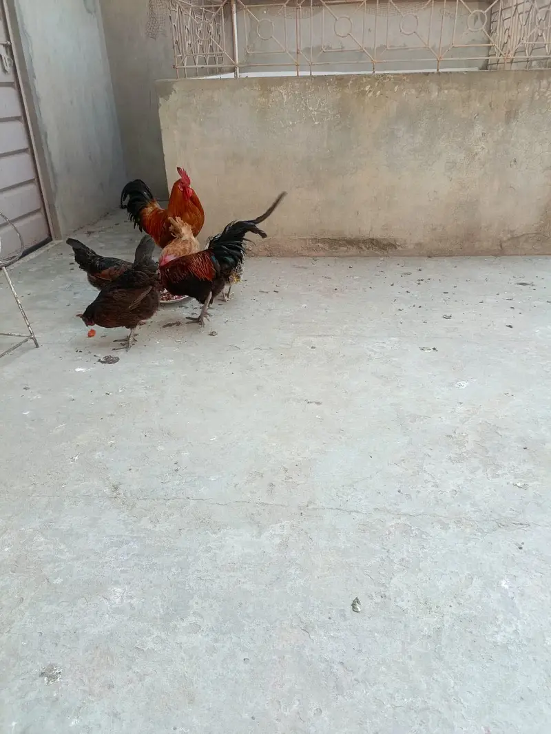 Hens for sale