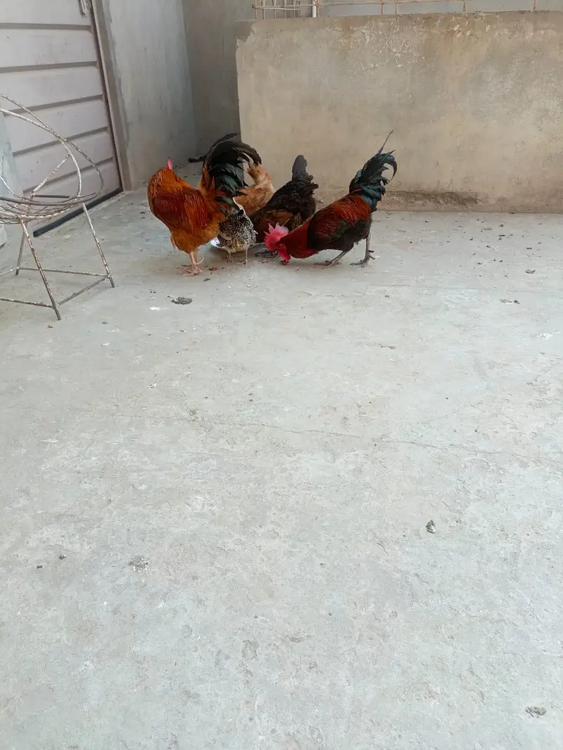 Hens for sale — photo 2
